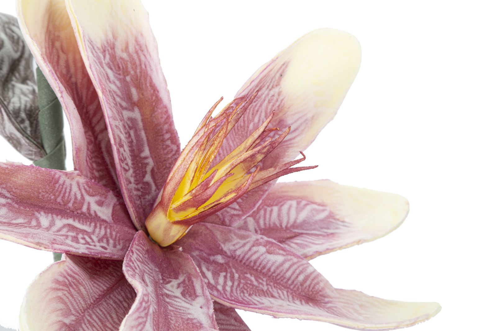 MAGNOLIA X2 PURPLE CM Ø 25X98 MIN 12 - immagine 4