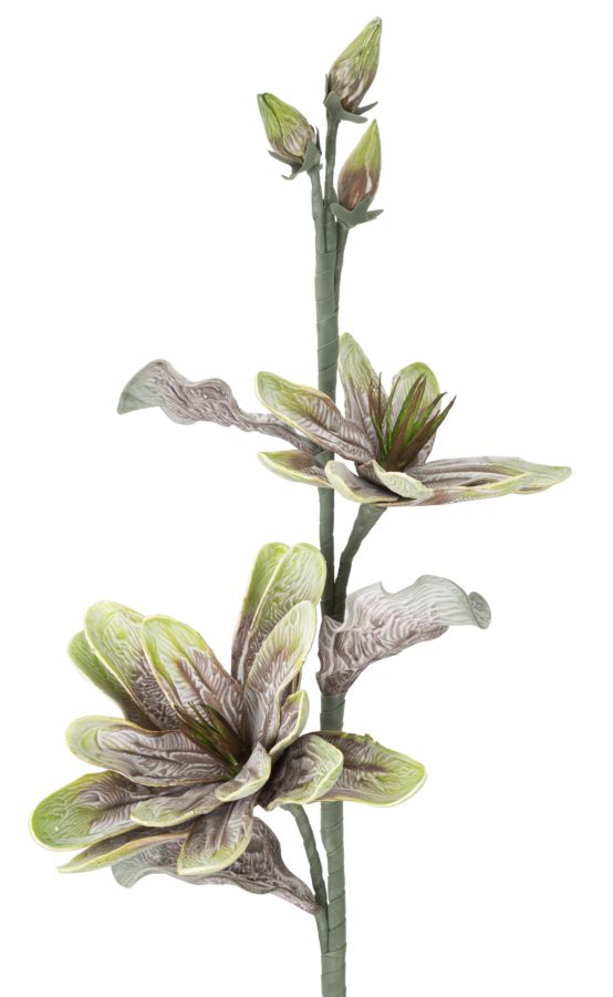 MAGNOLIA X2 VERDE CM Ø 25X98 MIN 12 - immagine 2