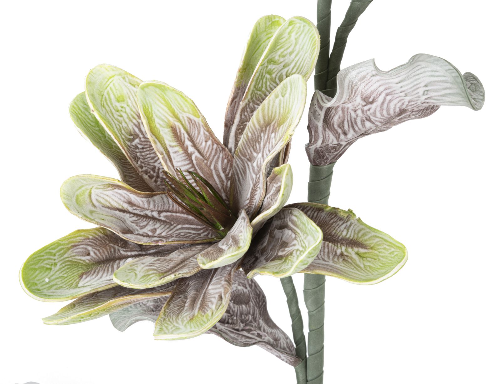 MAGNOLIA X2 VERDE CM Ø 25X98 MIN 12 - immagine 3
