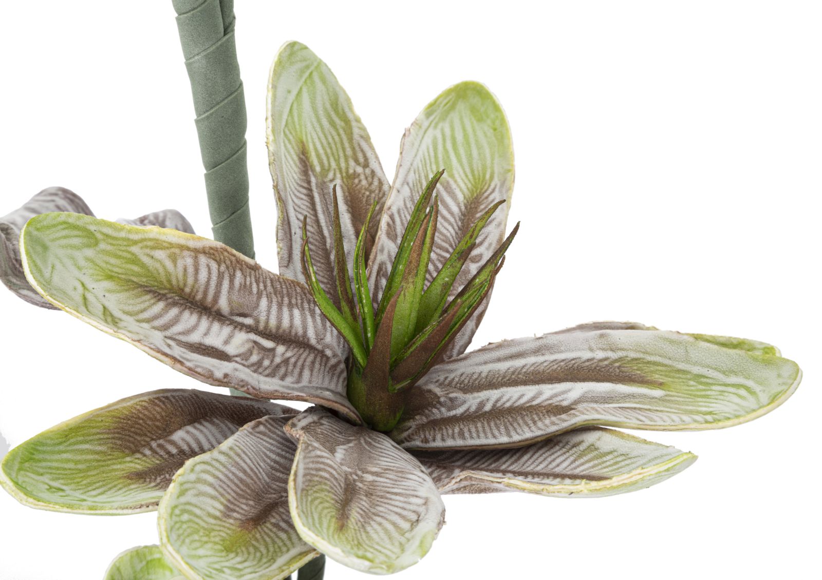 MAGNOLIA X2 VERDE CM Ø 25X98 MIN 12 - immagine 4