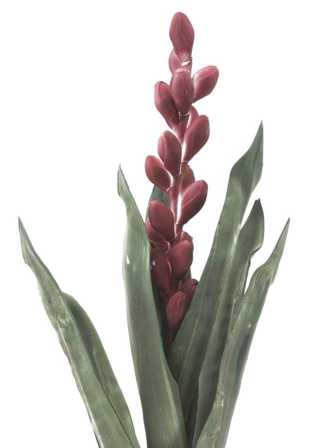 ALOE FLOWER ROSA CM Ø 23X93 MIN 10 - immagine 2
