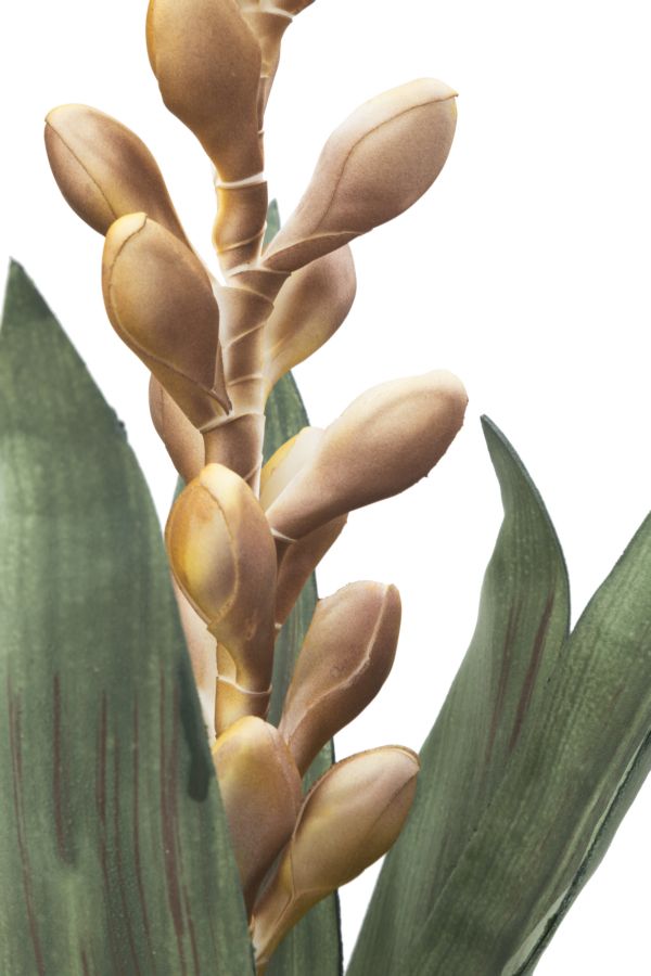 ALOE FLOWER GIALLO CM Ø 23X93 MIN 10 - immagine 3