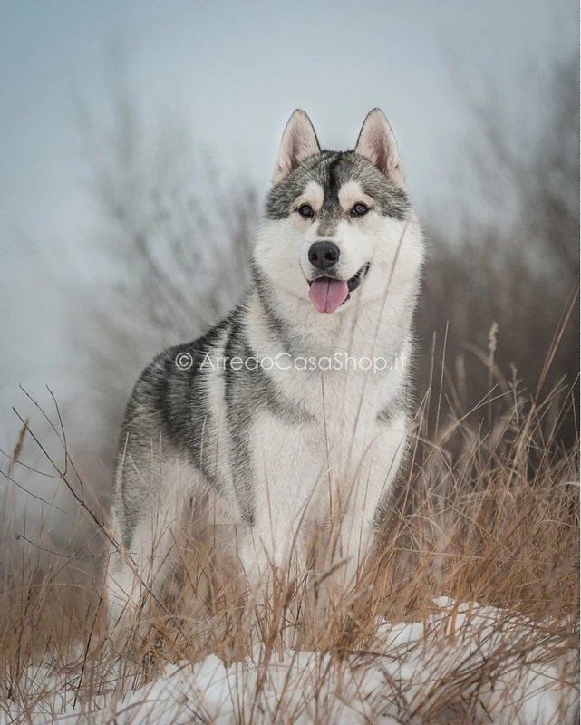 Plaid Morbidotto_Husky